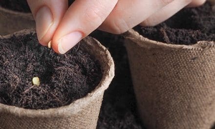 Seed Mistakes To Avoid At All Cost