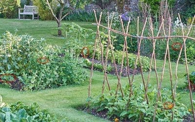 Vegetables That Grow Faster Than Grass