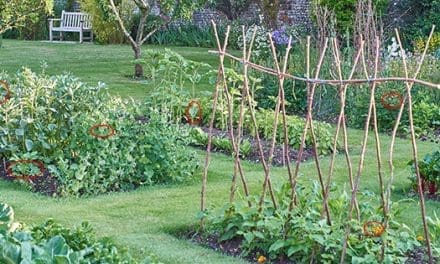 Vegetables That Grow Faster Than Grass