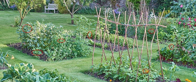 Vegetables That Grow Faster Than Grass