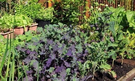 How To Grow A Weed-Free Garden