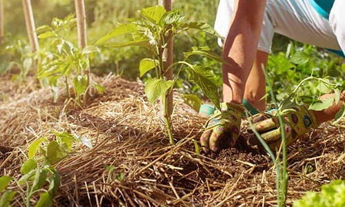 weed free garden