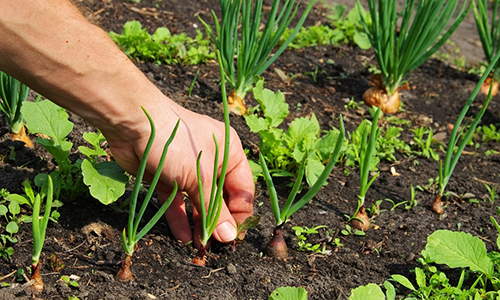 weed free garden