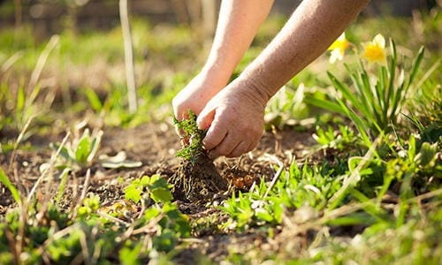 weed free garden