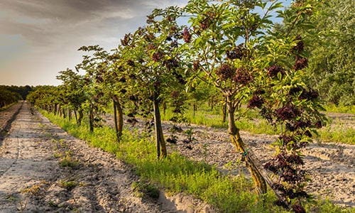 Why I Started an Elderberry Orchard and Why You Should Too