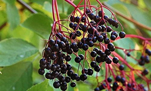 Why I Started an Elderberry Orchard and Why You Should Too