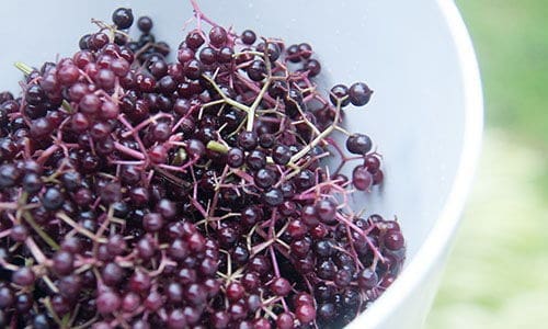 Why I Started an Elderberry Orchard and Why You Should Too