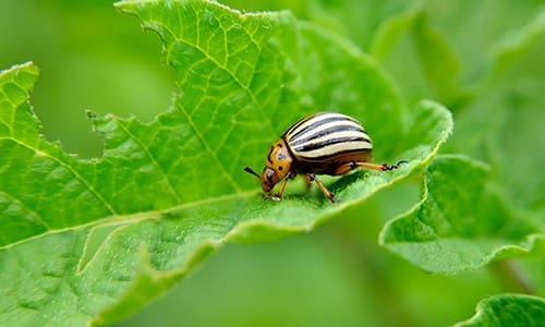 cover crops - good, bad, ugly