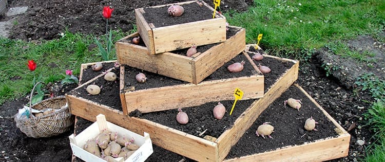 DIY Potato Tower