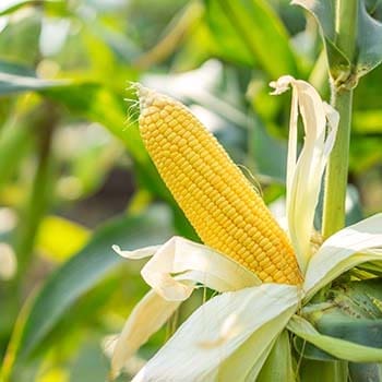 corn