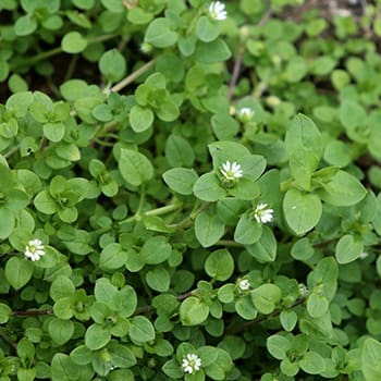 chickweeds