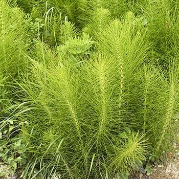 horsetail