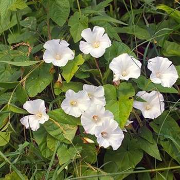 bindweed