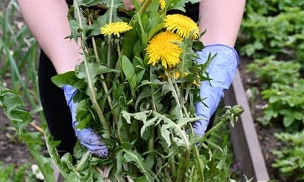 How To Use Weeds To Read Your Soil