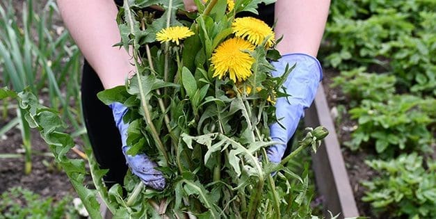 How To Use Weeds To Read Your Soil