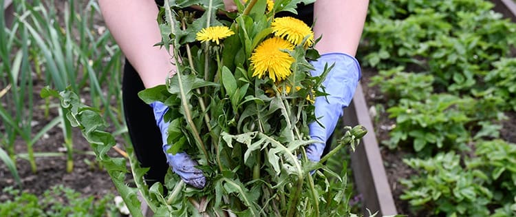 How To Use Weeds To Read Your Soil