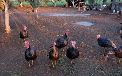 How To Raise Turkeys For Holiday Cash