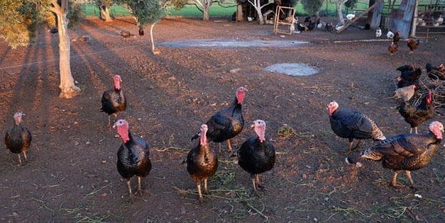 How To Raise Turkeys For Holiday Cash