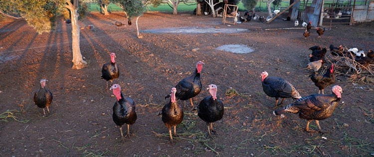 How To Raise Turkeys For Holiday Cash