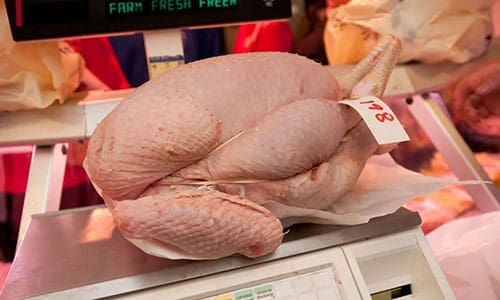 raise turkeys for holiday cash