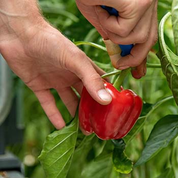 pepper in garden