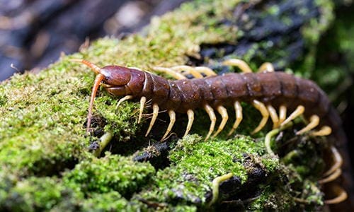 8 creepy crawlers you should welcome in your garden