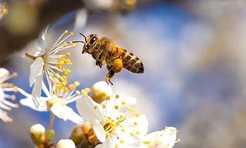 8 creepy crawlers you should welcome in your garden