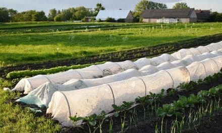 According To Real Homesteaders, You Should Do This Before Autumn Ends