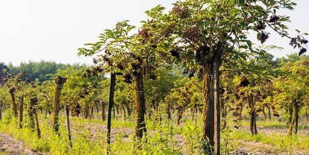 Why I Started An Elderberry Orchard And Why You Should Too