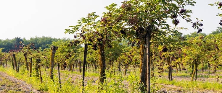 Why I Started An Elderberry Orchard And Why You Should Too