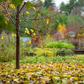 fallen leaves in garden