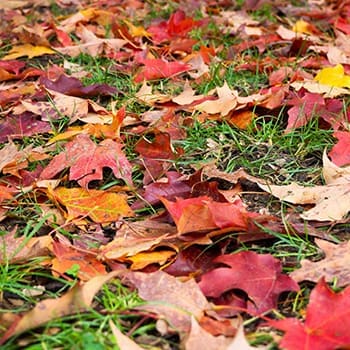 fallen leaves garden