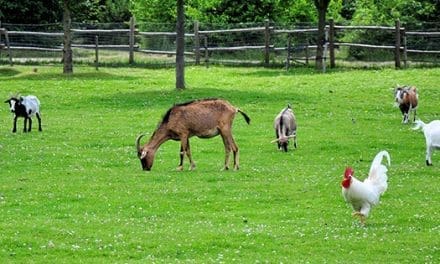 6 Most Profitable Animals To Raise On Your Property