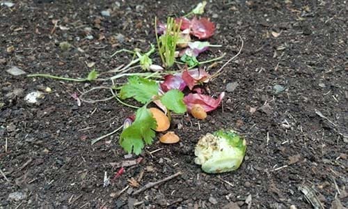 DIY Poor Man's Greenhouse