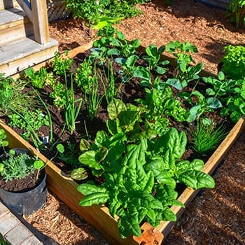 Fall Container Vegetable Gardening 