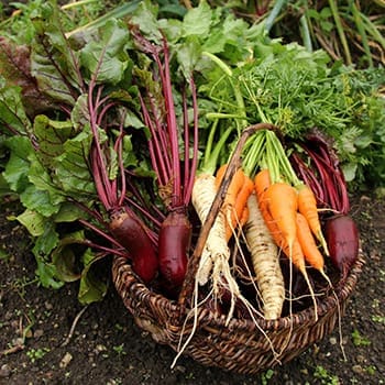 Fall Container Vegetable Gardening 