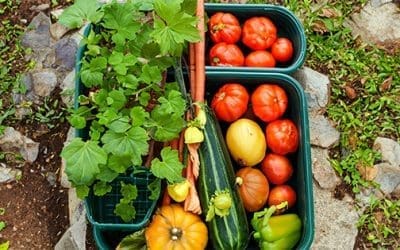 Fall Container Vegetable Gardening