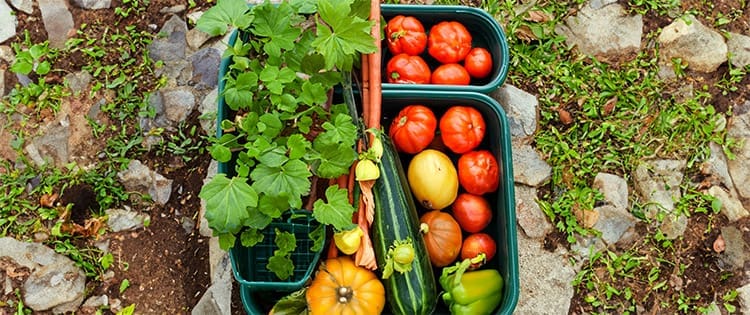 Fall Container Vegetable Gardening