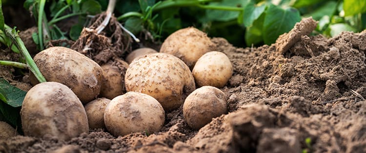 How To Grow An Endless Supply Of Potatoes