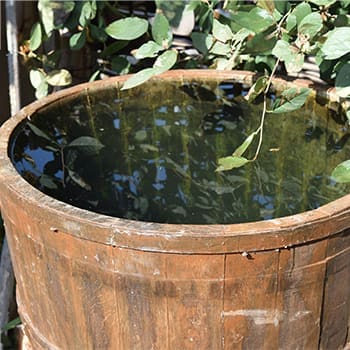 Read This Before Harvesting Rainwater