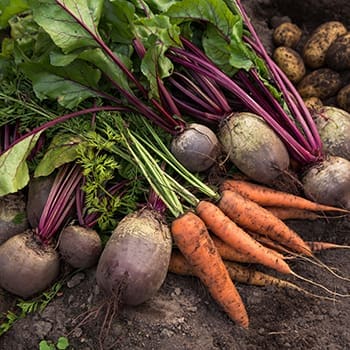 These Are the Veggies You Should Plant This Fall