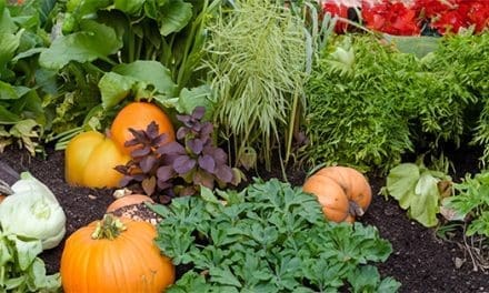 These Are the Veggies You Should Plant This Fall