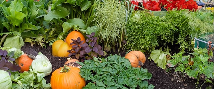 These Are the Veggies You Should Plant This Fall