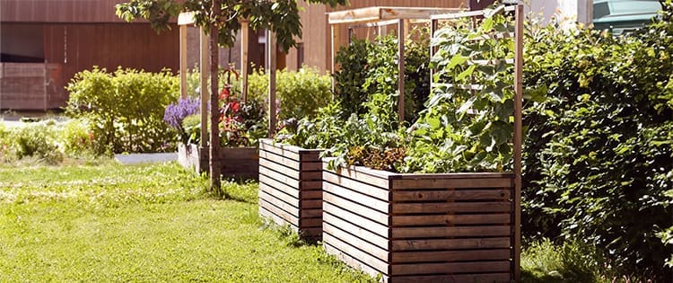 Why I Stopped Using Raised Beds