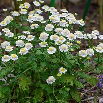 10 Medicinal Seeds You Should Start This Winter