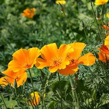 10 Medicinal Seeds You Should Start This Winter