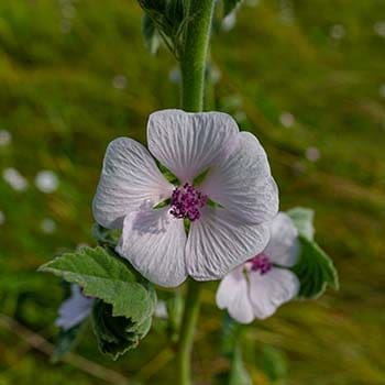 10 Medicinal Seeds You Should Start This Winter