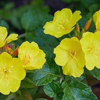 10 Medicinal Seeds You Should Start This Winter