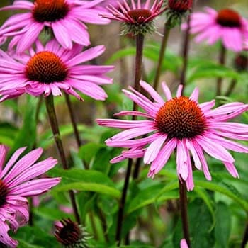 10 Medicinal Seeds You Should Start This Winter