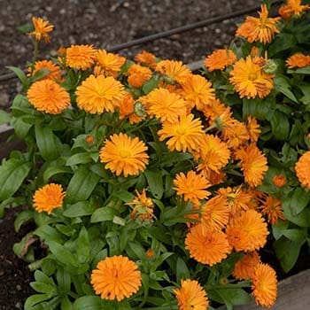 10 Medicinal Seeds You Should Start This Winter